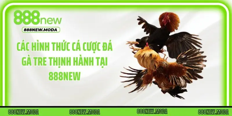 Các hình thức cá cược đá gà tre thịnh hành tại 888New