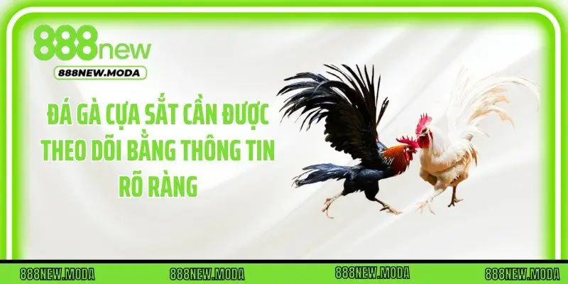 Đá gà cựa sắt cần được theo dõi bằng thông tin rõ ràng