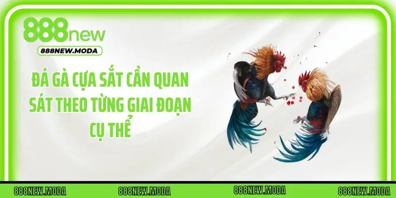 Đá gà cựa sắt cần quan sát theo từng giai đoạn cụ thể