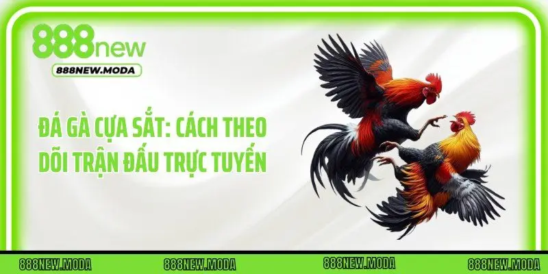 Đá Gà Cựa Sắt: Cách Theo Dõi Trận Đấu Trực Tuyến