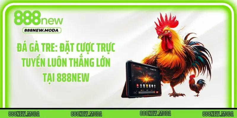 Đá Gà Tre: Đặt Cược Trực Tuyến Luôn Thắng Lớn Tại 888New