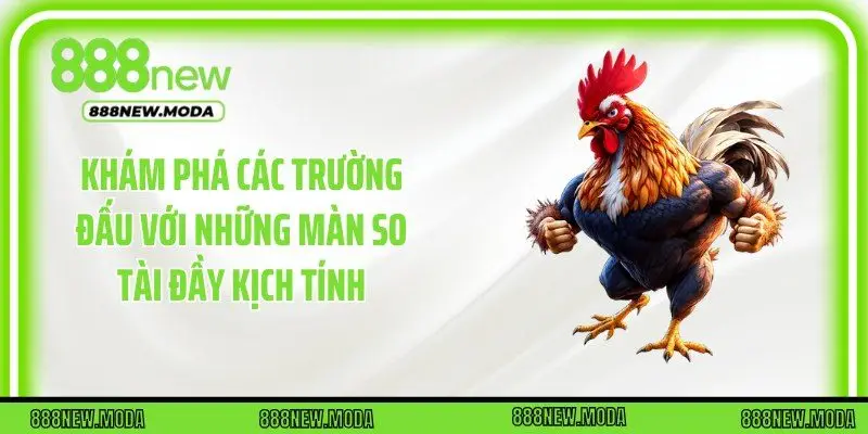 Khám phá các trường đấu với những màn so tài đầy kịch tính