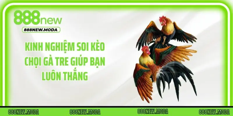 Kinh nghiệm soi kèo chọi gà tre giúp bạn luôn thắng