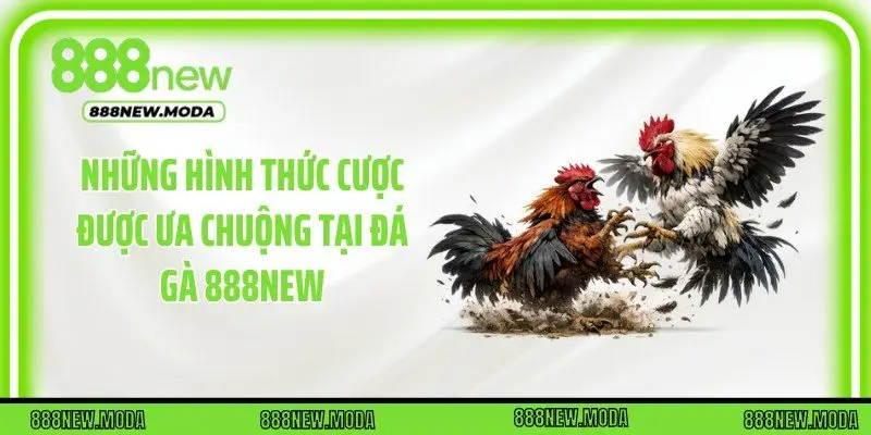 Những hình thức cược được ưa chuộng tại đá gà 888New