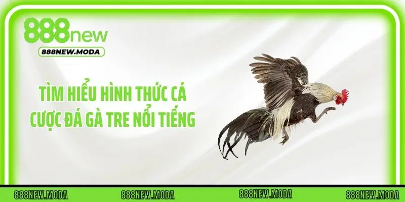 Tìm hiểu hình thức cá cược đá gà tre nổi tiếng